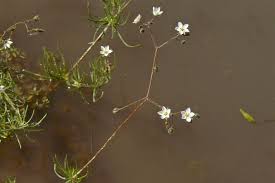 Image result for Spergula arvensis