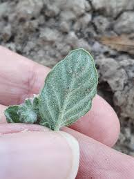 Image result for Heliotropium supinum