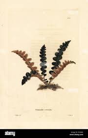 Image result for Grammitis