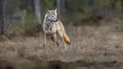 loup