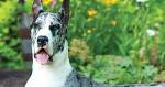 Merle Great Dane: What It Really Means to Be This Pattern