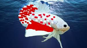 Dengan perawatan yang baik maka ikan ini dapat. Cara Mengeluarkan Warna Ikan Cupang Hias Dan Petarung Youtube