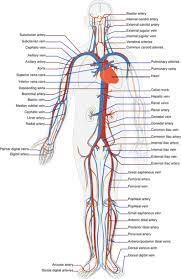 Peredaran Darah Saluran Darah Sel Sel Darah Organ Pembentuk Darah Duniakumu Human Circulatory System Circulatory System Arteries And Veins