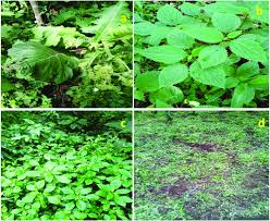 Image result for Solanecio sp.no.1