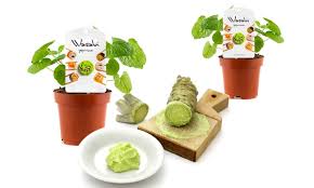Eine züchtung der pflanze ist sehr schwierig, weil sie nur in fließendem wasser gedeiht. Bis Zu 62 Rabatt 2er Oder 4er Set Essbare Wasabi Pflanzen Groupon
