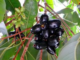Fruits Tropicaux Denrees Rares