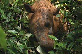 Maybe you would like to learn more about one of these? Menyedihkan 4 Hewan Asli Sumatera Ini Kini Hampir Punah Semua Halaman Bobo