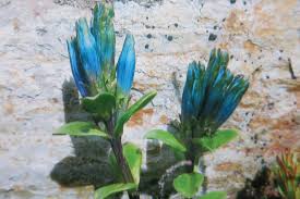 Check spelling or type a new query. Out There Latin Names Keep Order In Scientific World Creston Valley Advance