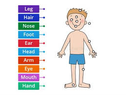 Here are a few spanish phrases and idioms that include body parts to get you started. Labelling Body Parts Teaching Resources