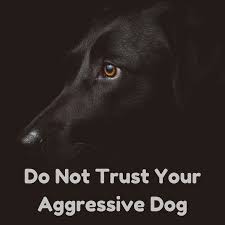 Puppy play consists of chasing, pouncing, barking, growling and biting. Do Not Trust Your Aggressive Dog Spiritdog Training