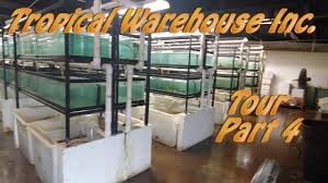 Maybe you would like to learn more about one of these? Tropical Warehouse Inc Tour Part 4 Youtube