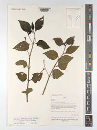 Image result for Lantana tiliifolia