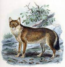 Falkland Islands Wolf Wikipedia Extinct Animals Endangered Animals Animals