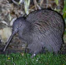 Image result for Pteris auquieri