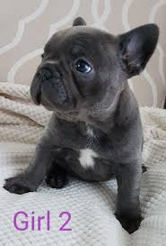 We are now accepting deposits on our pups. Beautiful Blue French Bulldog Puppies Girls Ready Now