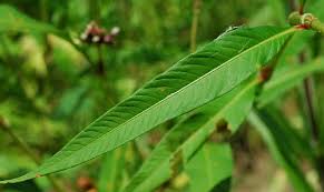 Image result for Persicaria lapathifolia
