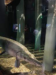 14 Ide Aligator Ikan Ikan Akuarium Buaya
