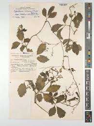 Image result for Cyphostemma rhodesiae