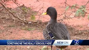 Omaha's zoo working to protect birds from avian flu