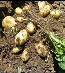 Jadi, cara berkembang biak kentang dengan menggunakan umbi batang. Artikel Budi Daya Tanaman Kentang