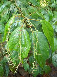 Image result for Alchornea occidentalis