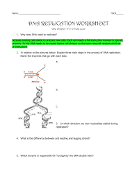 Dna replication worksheet answer key quizlet : What Are The Three Main Steps In Dna Replication Quizlet