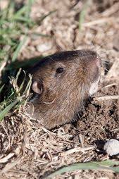 Wuhlmause So Vertreiben Sie Die Nager Aus Dem Garten Schadlinge Im Garten Garten Waldgarten
