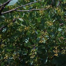 Image result for Searsia rogersii