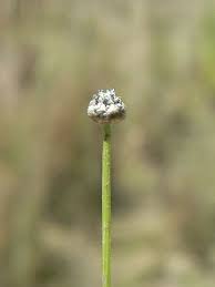 Image result for Paepalanthus lamarckii