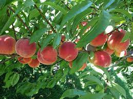The key to success is choosing the right fruit tree for your growing zone. Types Of Fruit Trees Cooperative Extension Tree Fruits University Of Maine Cooperative Extension