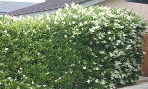 Wax Leaf Privot Grows Up To 8 Tall And 5 Wide Front Yard Plants Backyard Landscaping Shrubs