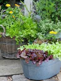 Salat Anbauen Im Garten Tipps Zur Pflege Beliebte Sorten Im Uberblick Garten Gartenarbeit Garten Pflanzen