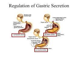 The Activity Of The Stomach Is Regulated By Three Phases The Cephalic Phase Involves The Stomach S Response To The Sight Vagus Nerve Plexus Products Stomach