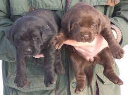 labrador retriever zucht labrador retriever welpen labradorwelpen chien mignon chien mignon