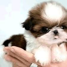 Check spelling or type a new query. Dog Breeds Under 30 Pounds Teddy Bear Puppies For Sale