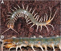 Image result for Searsia longipes