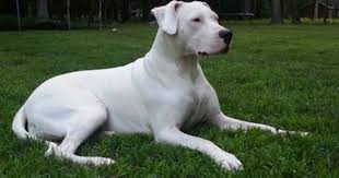 Dogo Argentino Pictures And Photos 1 Dogo Argentino Dog Dog Argentino Dog Breeds Pictures