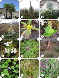 Image result for Oreophyton falcatum