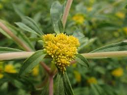 Image result for Flaveria trinervia