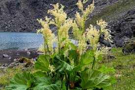 Image result for Rheum