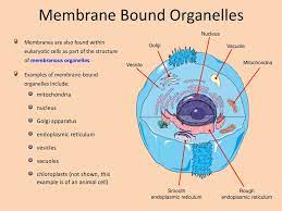 Plants are eukaryotes because they have membrane bound organelles and a nucleus where their genome is stored. Cells And Membranes Animal Cell Ppt Download