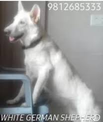 White Black German Shepherd For Sale Rohini Delhi Adaalo