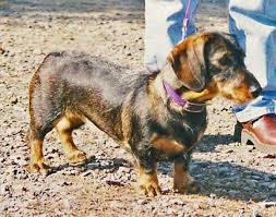This process is completely normal when it comes to canines, and up to a certain degree, all dogs shed. Born To Track Blog Do Wirehaired Dachshunds Shed How To Groom Them