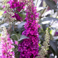 Get free shipping on qualified butterfly bush bushes or buy online pick up in store today in the outdoors department. Buzz Hot Raspberry Butterfly Bush Buddleia High Country Gardens