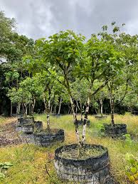 Image result for Cordia subcordata