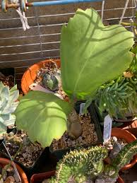 Image result for Cyphostemma jaegeri