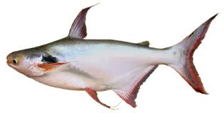 Image result for CẦU TIÊU CÁ VỒ