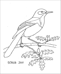 Robins are common birds throughout the world. Printable Scrub Jay Coloring Page Coloringbay