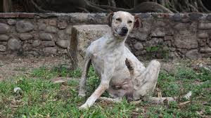 Can Dogs Get Poison Ivy In 2020 Dog Mange Dogs Dog Shampoo