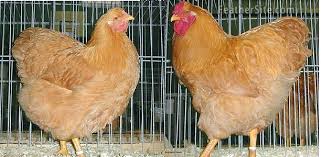 Maybe you would like to learn more about one of these? Buff Wyandottes Differ From Buff Orpington In 2 Ways Rose Comb And Yellow Legs Buff Orpington Has Single Comb And Whit Fancy Chickens Chickens Buff Chicken